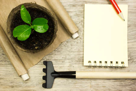Sprout in a pot, garden tools on wooden tableの写真素材