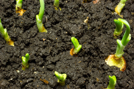 The little green onions from the soil