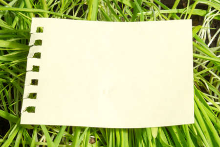 A blank sheet of paper on background of green grassの写真素材