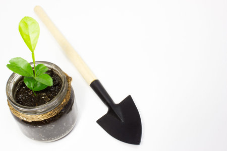 Green sprout and garden tools on white backgroundの写真素材