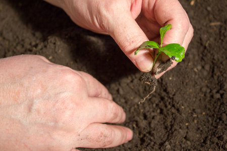 Young plant in hand on the background of the soil