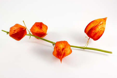 A branch of physalis on white backgroundの写真素材