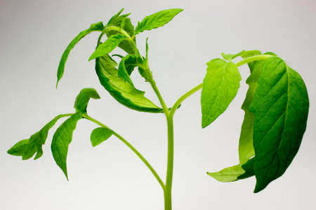 Green leaves tomato on white backgroundの写真素材