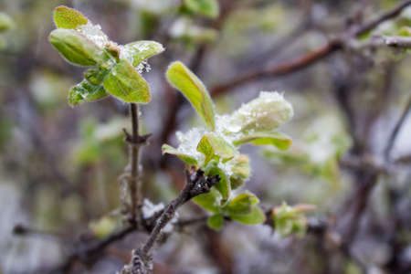 The green leaves of the tree under the snowの写真素材