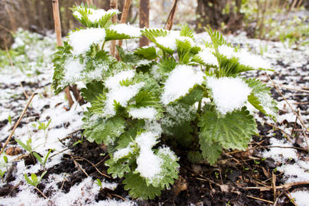 Green plants under snowの写真素材