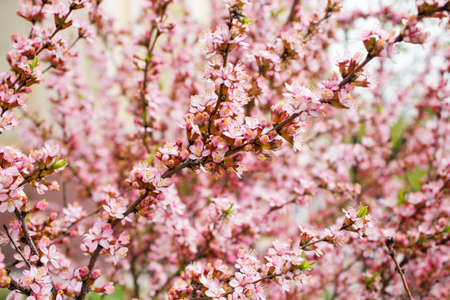 The branches of a flowering almondの写真素材