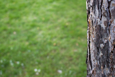 Tree bark as backgroundの写真素材