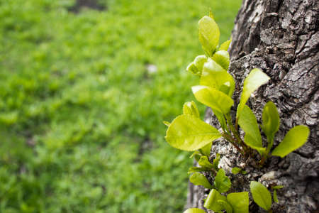 Tree bark as backgroundの写真素材