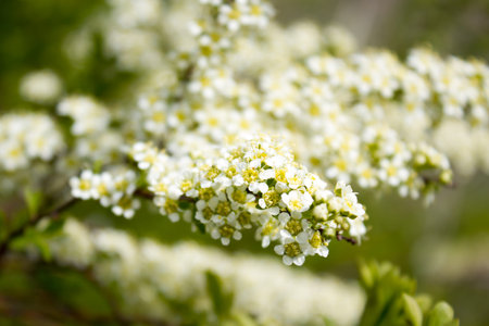Branch of elderberry with small white flowers