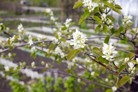 The flowers of amelanchier spring dayの写真素材