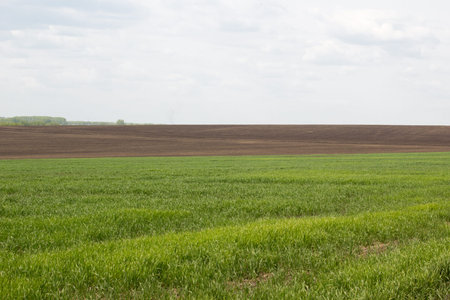 Plowed field with green grass on a summer day