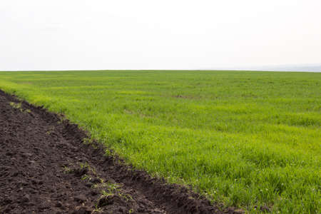 Plowed field with green grass on a summer dayの写真素材