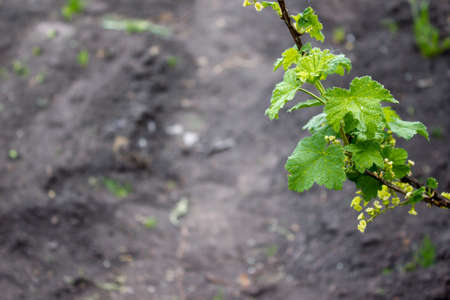 Branch of black currant on a spring dayの写真素材