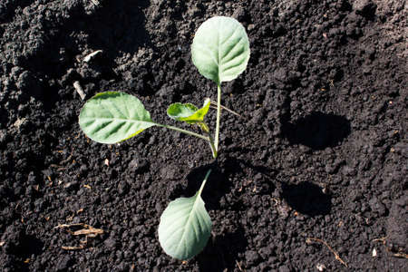 The seedlings of red cabbage growing in the gardenの写真素材