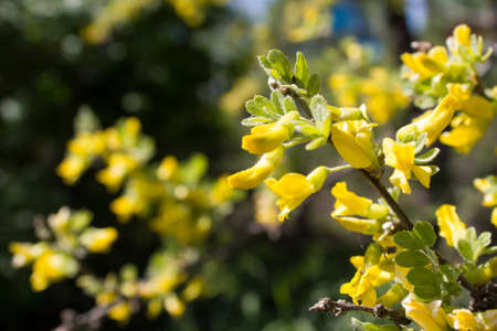 A branch of a blossoming acaciaの写真素材