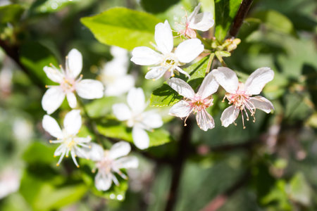 A branch of a blossoming mountain ash