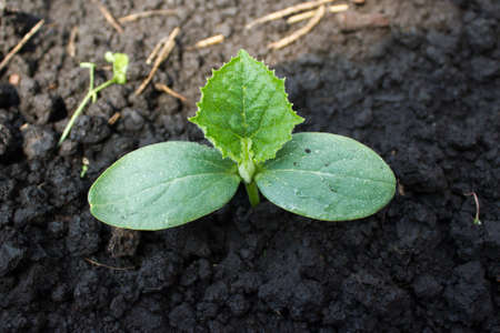 Sprout of cucumber in the gardenの写真素材