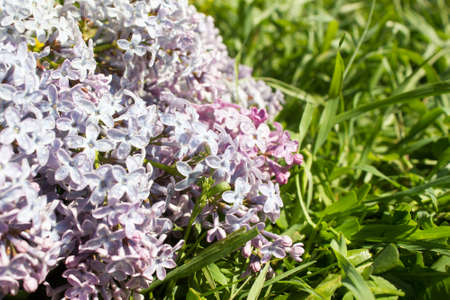 Branch of a blossoming lilacBranch of a blossoming lilacの写真素材