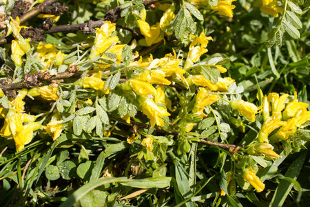 A branch of a blossoming acaciaの写真素材