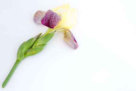 Iris flower on white backgroundの写真素材