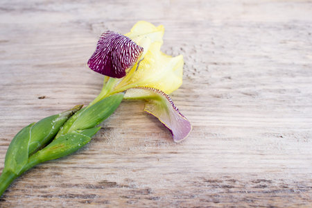 Iris flower on a wooden tableの写真素材