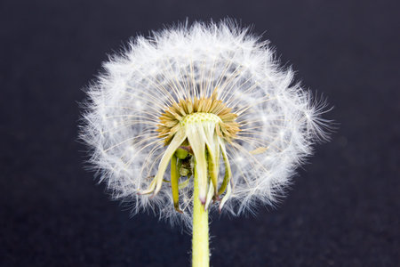 Dandelions on a dark backgroundの写真素材