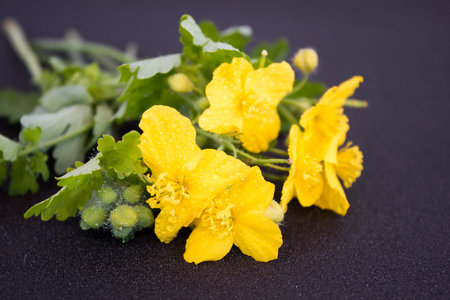 Flower celandine on dark backgroundの写真素材