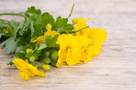 Celandine flower on a wooden tableの写真素材