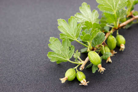 Gooseberry branch with berriesの写真素材