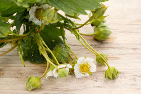 Branch of strawberry flowers and green berriesの写真素材