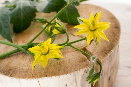 The tomato leaves with flowersの写真素材