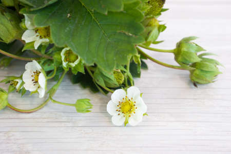 Branch of strawberry flowers and green berriesの写真素材