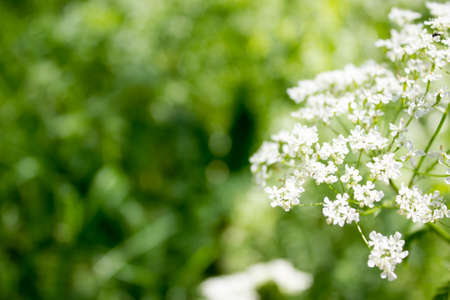 Small white flowers of the forestの写真素材