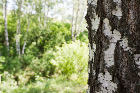 Birch trunk in a forest