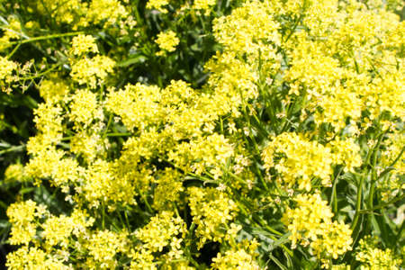 Yellow small flowersの写真素材