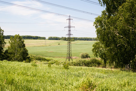 Power lines in a summer forestの写真素材