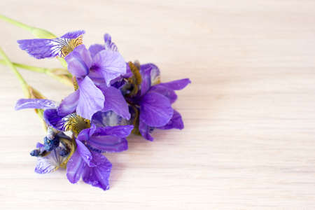 Purple iris flowers on the tableの写真素材
