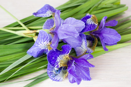 Purple iris flowers on the tableの写真素材