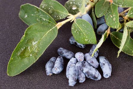 Berries of a honeysuckle on a dark backgroundの写真素材