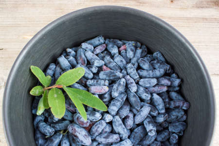 Berries of a honeysuckle on in the Cupの写真素材