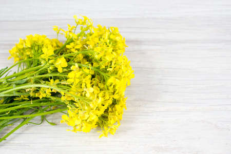 A bouquet of flowers of rapeseedの写真素材