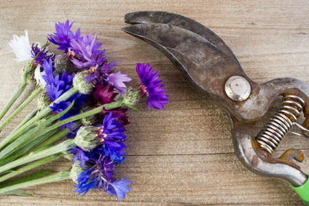 Bouquet of cornflowers and garden tools.の写真素材