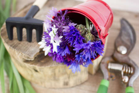 Bouquet of cornflowers and garden tools.の写真素材