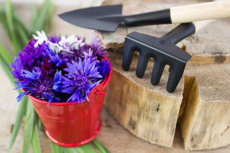 Bouquet of cornflowers and garden tools.の写真素材