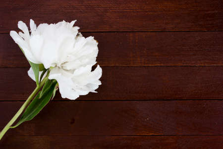 White flowers of peonies on wooden tableの写真素材