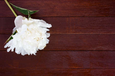 White flowers of peonies on wooden tableの写真素材