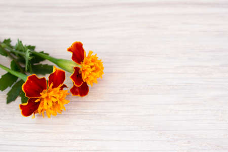 Marigold flowers on a wooden tableの写真素材