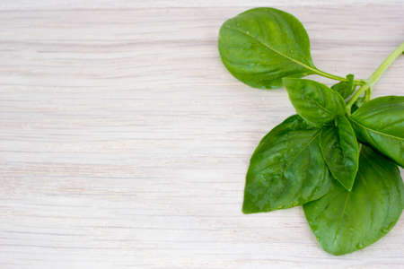 Basil leaves on a wooden tableの写真素材