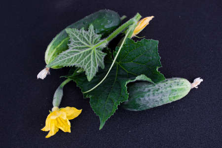 Cucumbers, leaves and flowers on a wooden tableの写真素材