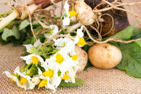 The flowers and leaves of potatoesの写真素材